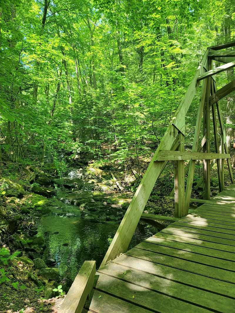 Wildlife and the Quiet Woods Around You