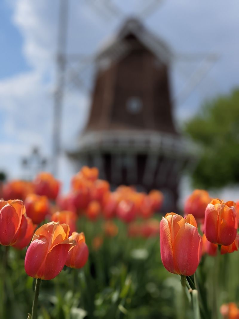 Windmills That Are More Than Just Decoration Windmills That Are More Than Just Decoration