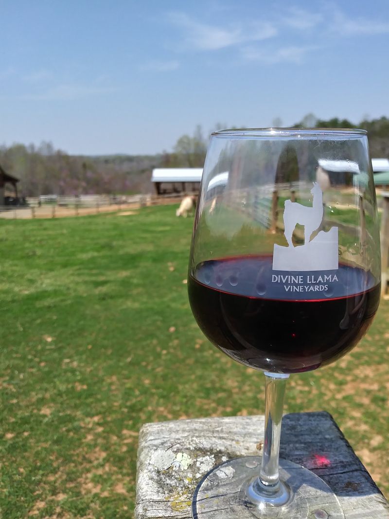 Wine Poured From Vines You Can See Wine Poured From Vines You Can See