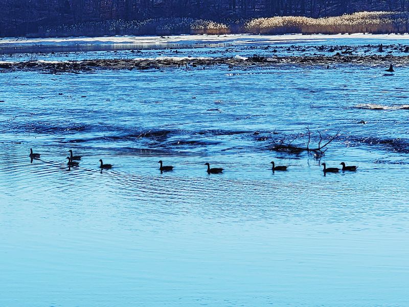 Wings, Feathers, and a Birdwatcher's Best Day: Wildlife at the Reserve Wings, Feathers, and a Birdwatcher's Best Day: Wildlife at the Reserve