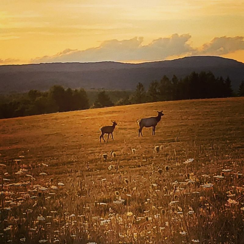 Winslow Hill Elk Viewing Area, Benezette, Pennsylvania Winslow Hill Elk Viewing Area, Benezette, Pennsylvania
