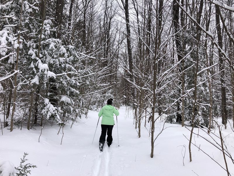 Winter in the Forest and the Quiet Sport of Moving Through Snow Winter in the Forest and the Quiet Sport of Moving Through Snow