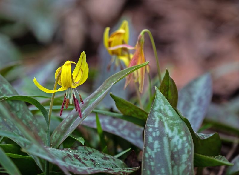 Wolf Creek Trout Lily Preserve, Near Cairo