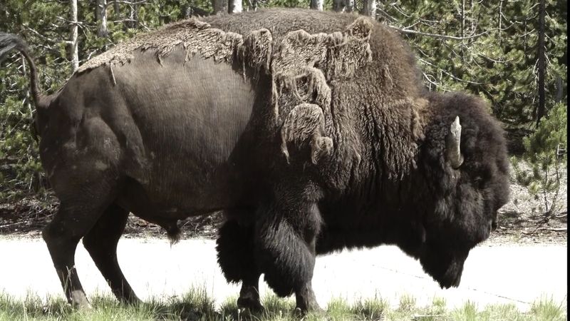 Yellowstone National Park, Wyoming, Montana, and Idaho