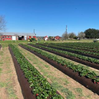 This Family-Run Texas Farm Draws Food Lovers For Pick-Your-Own Strawberries And A Rustic Farm Store