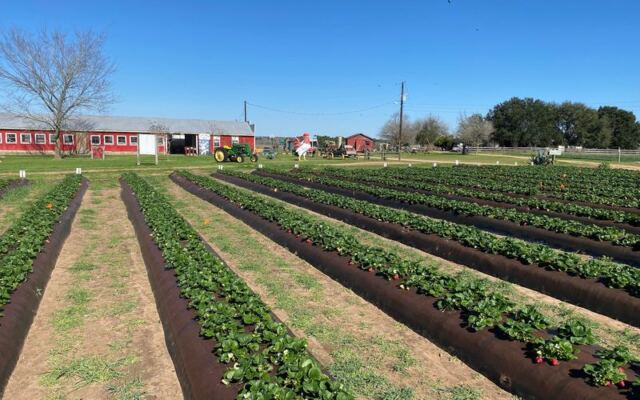 This Family-Run Texas Farm Draws Food Lovers For Pick-Your-Own Strawberries And A Rustic Farm Store