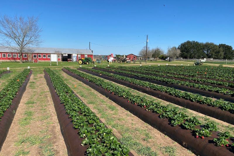 This Family-Run Texas Farm Draws Food Lovers For Pick-Your-Own Strawberries And A Rustic Farm Store