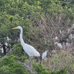 This New Jersey Bird Sanctuary Gives Photographers Boardwalk Views Of Herons, Egrets, And Marsh Drama