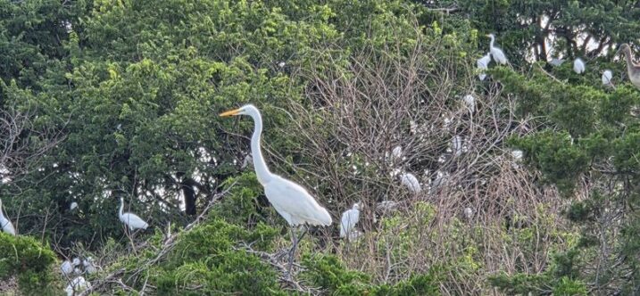 This New Jersey Bird Sanctuary Gives Photographers Boardwalk Views Of Herons, Egrets, And Marsh Drama