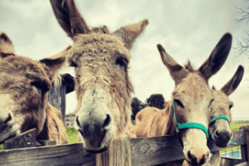 This Nonprofit Tennessee Rescue Farm Lets You Hand-Feed Its Tame Rescued Animals