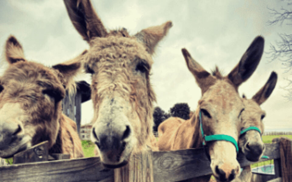 This Nonprofit Tennessee Rescue Farm Lets You Hand-Feed Its Tame Rescued Animals