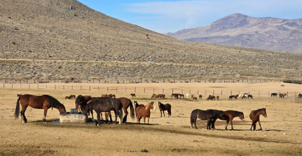 This Nevada Center Is Where Wild Mustangs Begin Their Journey To New Homes