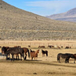 This Nevada Center Is Where Wild Mustangs Begin Their Journey To New Homes