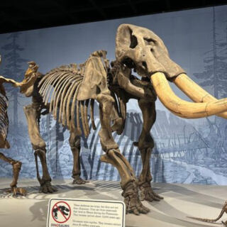 This Illinois Museum Takes You Back 11,000 Years With a Full-Size Mastodon
