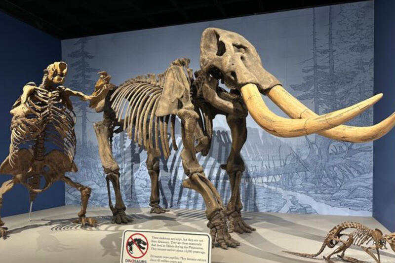 This Illinois Museum Takes You Back 11,000 Years With a Full-Size Mastodon