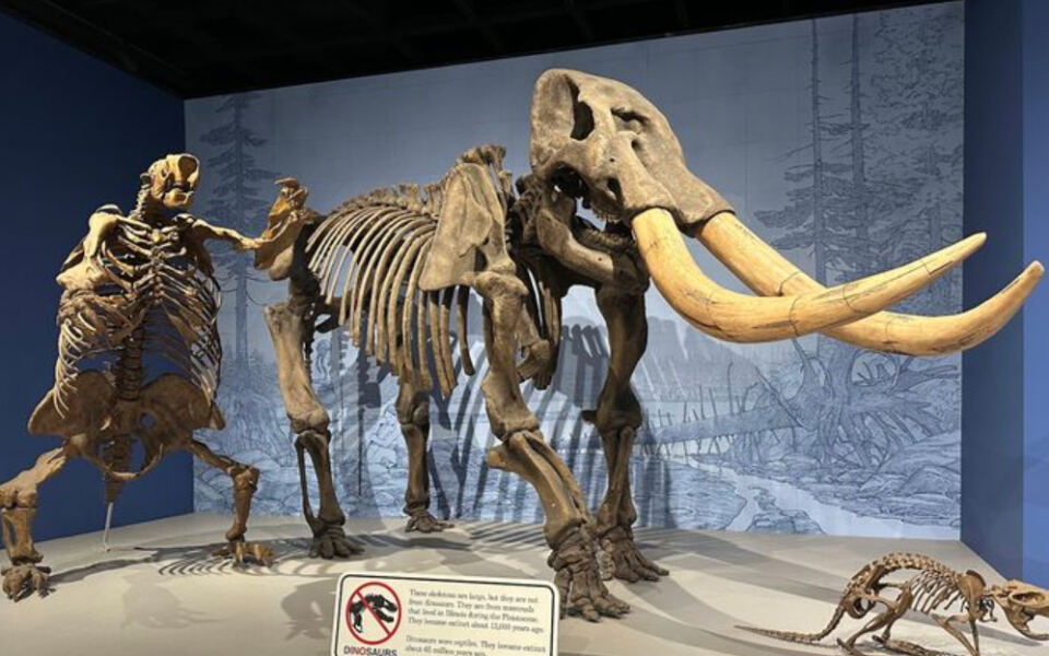 This Illinois Museum Takes You Back 11,000 Years With a Full-Size Mastodon