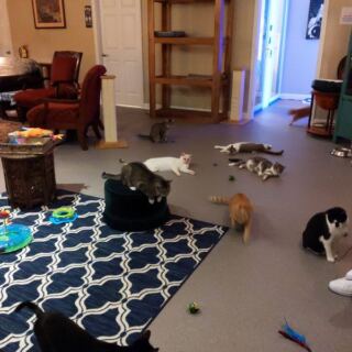At This Chattanooga Cat Cafe, Your Ticket Comes With a Free Coffee and a Room Full of Adoptable Kitties