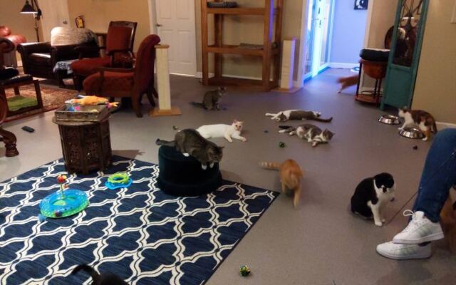 At This Chattanooga Cat Cafe, Your Ticket Comes With a Free Coffee and a Room Full of Adoptable Kitties