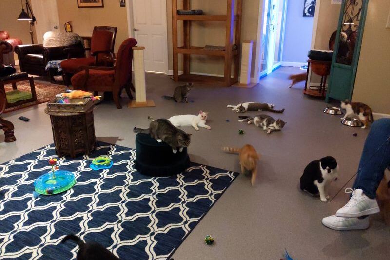 At This Chattanooga Cat Cafe, Your Ticket Comes With a Free Coffee and a Room Full of Adoptable Kitties