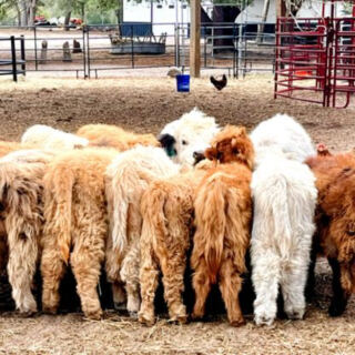 You Can Cuddle Fluffy Highland Cows at These 9 Florida Farms