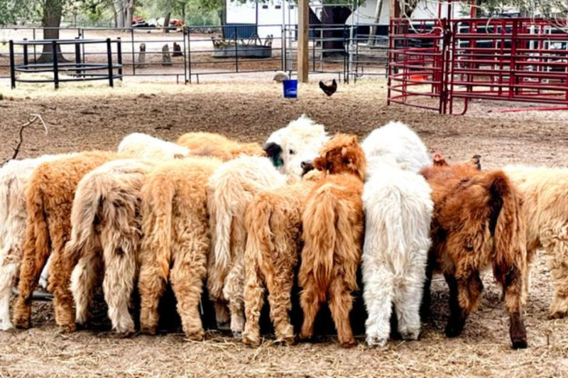 You Can Cuddle Fluffy Highland Cows at These 9 Florida Farms