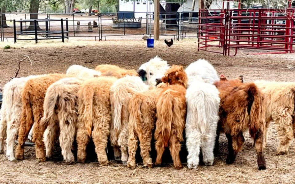 You Can Cuddle Fluffy Highland Cows at These 9 Florida Farms