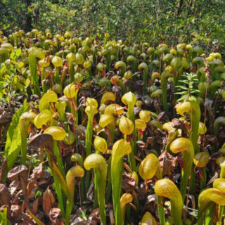This Oregon Boardwalk Leads Into a Strange World of Carnivorous Cobra Lilies