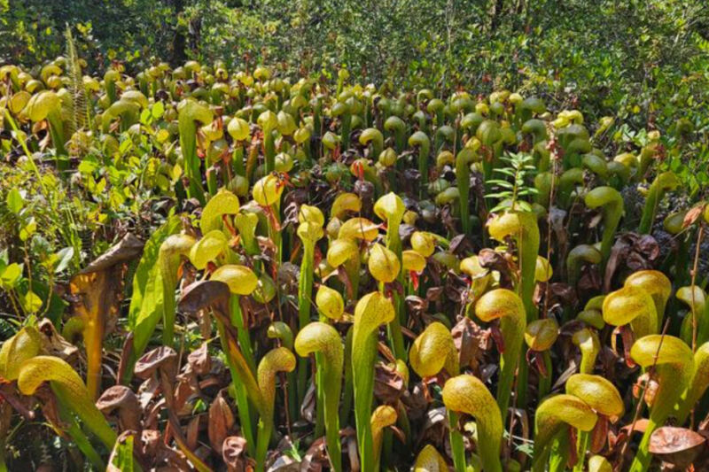 This Oregon Boardwalk Leads Into a Strange World of Carnivorous Cobra Lilies