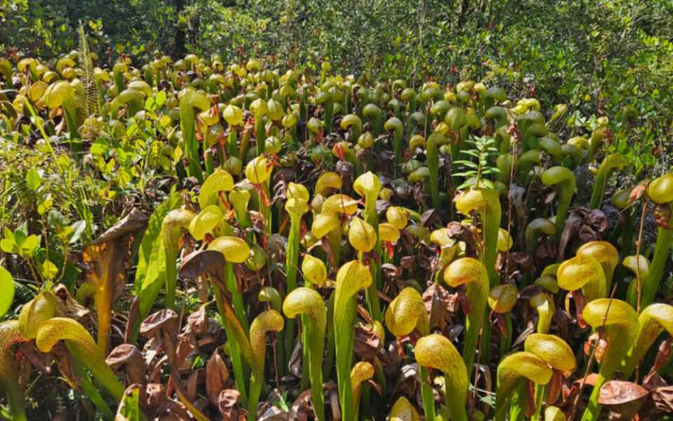 This Oregon Boardwalk Leads Into a Strange World of Carnivorous Cobra Lilies