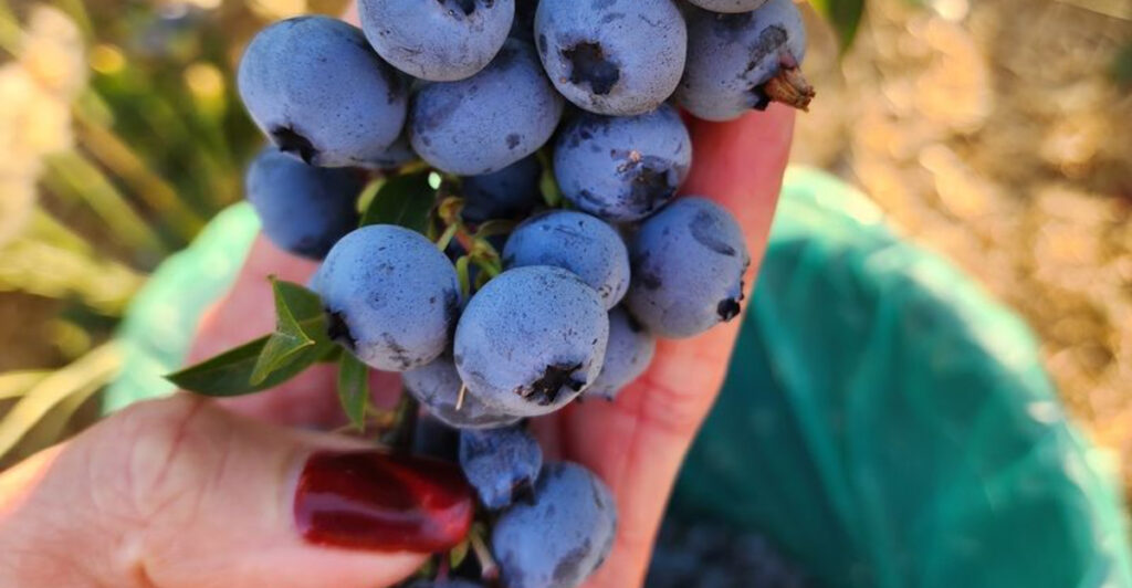 10 Oregon Berry Patches Where Summer Tastes Better Straight From the Field