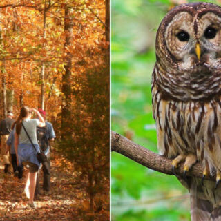 This Tennessee Nature Sanctuary Lets You Walk Wooded Trails and Meet Rescued Owls Up Close