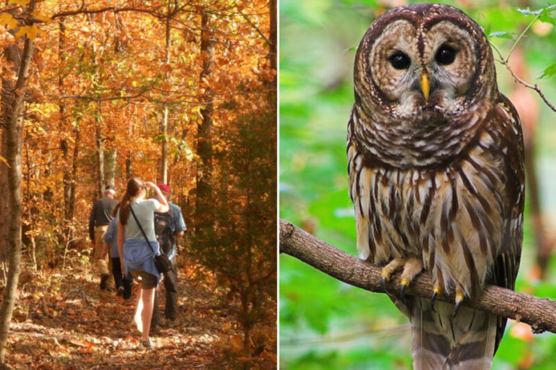 This Tennessee Nature Sanctuary Lets You Walk Wooded Trails and Meet Rescued Owls Up Close