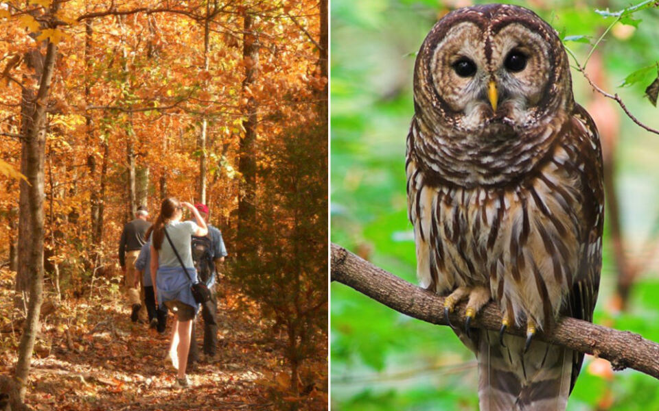 This Tennessee Nature Sanctuary Lets You Walk Wooded Trails and Meet Rescued Owls Up Close