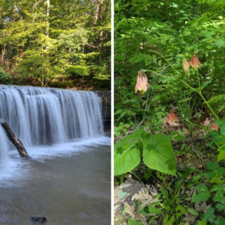 This Minnesota Park Has Hidden Falls And One Of The World’s Rarest Wildflowers