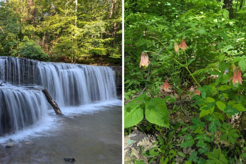 This Minnesota Park Has Hidden Falls And One Of The World’s Rarest Wildflowers