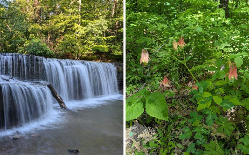 This Minnesota Park Has Hidden Falls And One Of The World’s Rarest Wildflowers