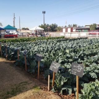 This Family-Run Arizona Ranch Wins Over Food Lovers With Fresh Produce, Homemade Pies, And Local Honey And Fudge