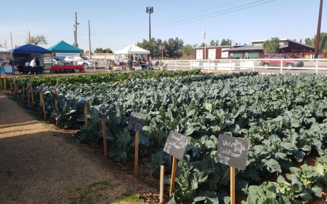 This Family-Run Arizona Ranch Wins Over Food Lovers With Fresh Produce, Homemade Pies, And Local Honey And Fudge