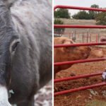 This Oklahoma Farm Sanctuary Lets You Snuggle Rescued Pigs, Goats, and Cows Living Their Second Chance