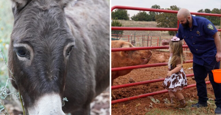 This Oklahoma Farm Sanctuary Lets You Snuggle Rescued Pigs, Goats, and Cows Living Their Second Chance