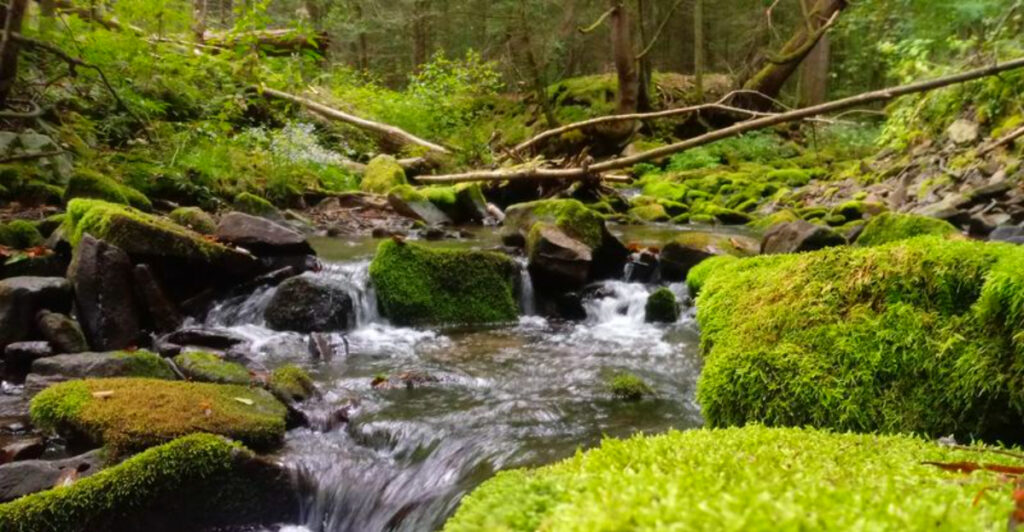 This 78-Acre Pennsylvania Park Packs a Wild Mountain Gorge Into a Surprisingly Small Space