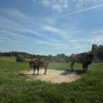 Few People Know Tennessee Has a Bison Ranch Where You Can Actually Meet the Herd