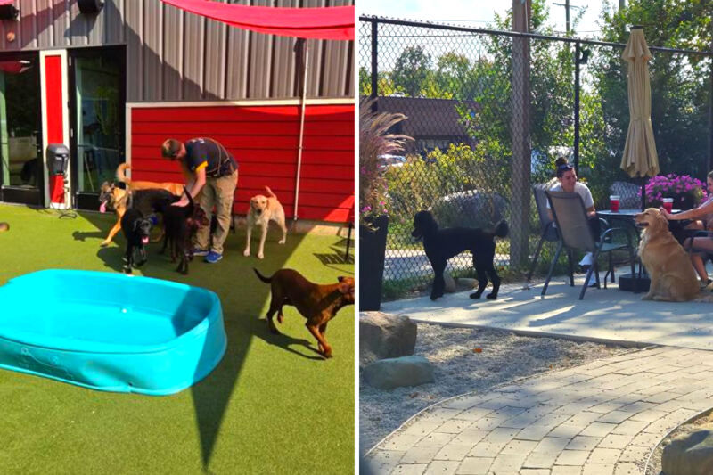 This Michigan Spot Lets You Eat Wings and Drink Beer While Your Dog Runs Free Indoors