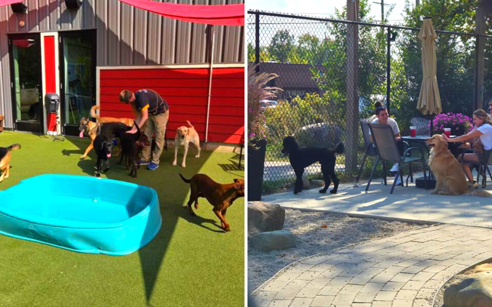 This Michigan Spot Lets You Eat Wings and Drink Beer While Your Dog Runs Free Indoors