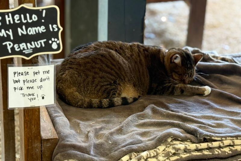 This South Carolina Farm Market Wins Over Food Lovers With Fresh Produce, Homemade Pies, And Boiled Peanuts