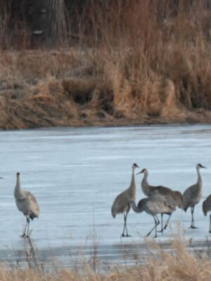 This Illinois Preserve Brought 721 Acres of Prairie and Wetlands Back to Life