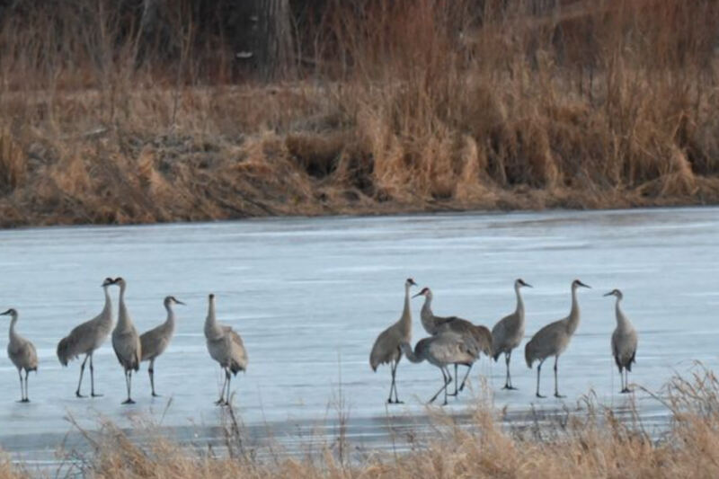 This Illinois Preserve Brought 721 Acres of Prairie and Wetlands Back to Life