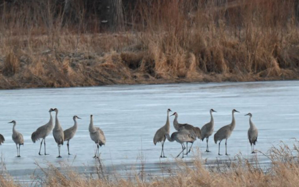 This Illinois Preserve Brought 721 Acres of Prairie and Wetlands Back to Life