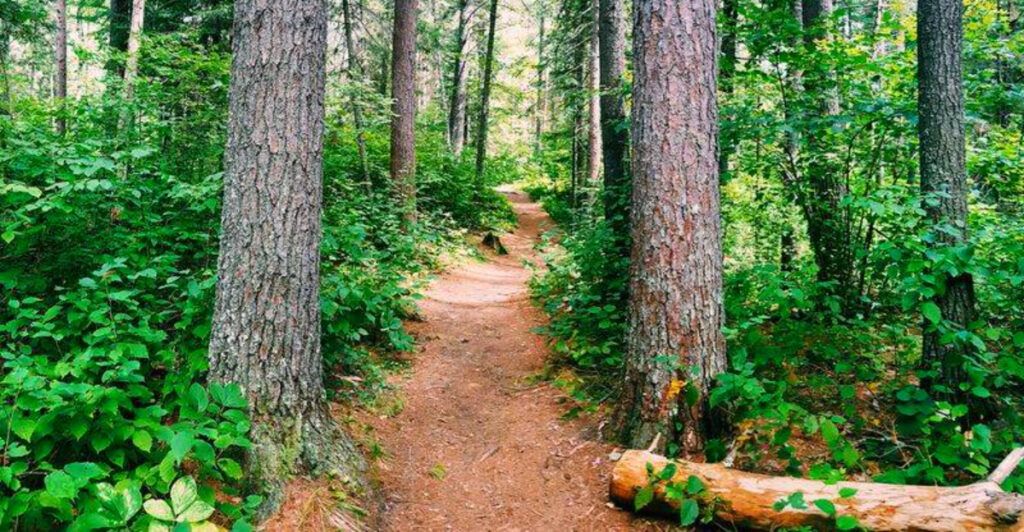 This Minnesota Forest Exists Today Because of an 1882 Mapping Mistake