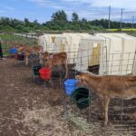 At This Washington Jersey Dairy You Can Watch the Milking, Pet the Calves, and Grab a Cone in the Farm Store